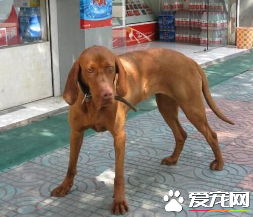尋血獵犬如何飼養 給予充足的水是十分重要的