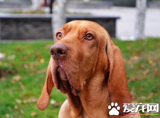 尋血獵犬如何飼養 給予充足的水是十分重要的