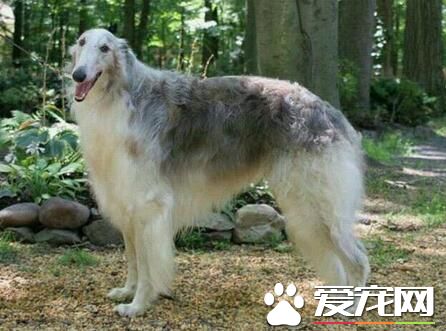 蘇俄獵狼犬飼養 幼年時期的營養是最為重要