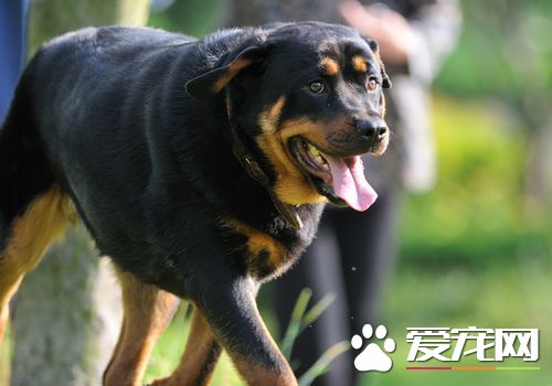 羅威納犬幼犬喂養 1到2月齡的每天應喂五次