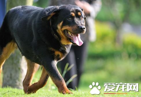 羅威納犬幼犬喂養 1到2月齡的每天應喂五次