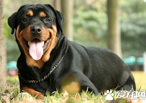 羅威納犬幼犬喂養 1到2月齡的每天應喂五次