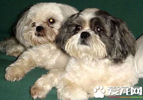 西施犬怎麼喂養 根據西施犬身體情況選擇狗糧
