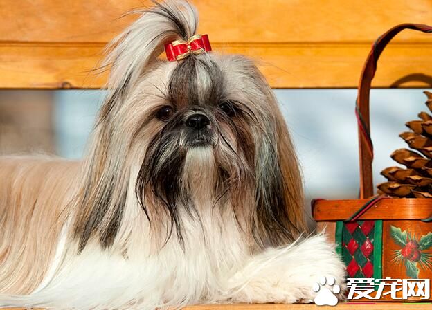 西施犬怎麼喂養 根據西施犬身體情況選擇狗糧