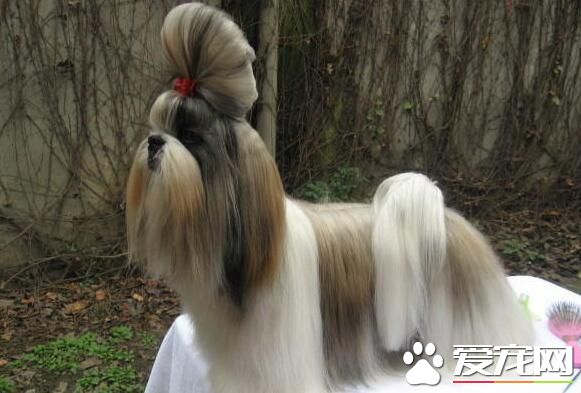 西施犬怎麼喂養 根據西施犬身體情況選擇狗糧