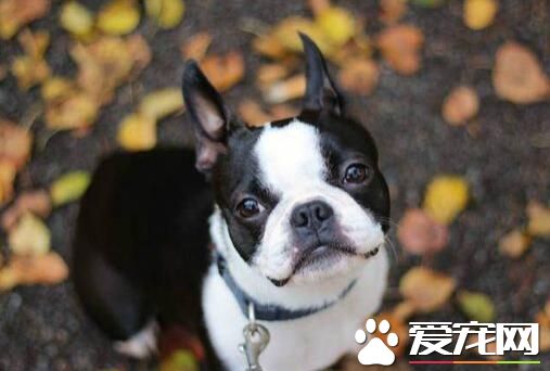 波士頓梗喂養 肉類食物應先煮15到20分鐘