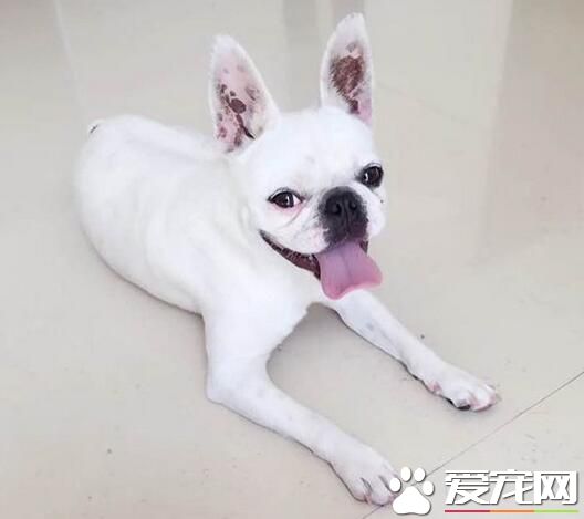 波士頓梗幼崽飼養 小型的需供肉食200到250克