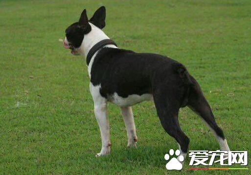 波士頓梗幼崽飼養 小型的需供肉食200到250克