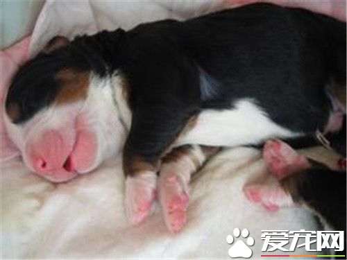 伯恩山犬如何飼養 不要隨意添加一些食品或是肉罐