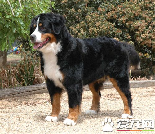 伯恩山犬如何飼養 不要隨意添加一些食品或是肉罐