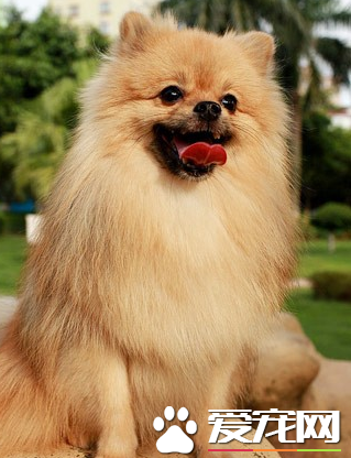 博美犬怎麼喂養 喂食要定時定量營養要平衡
