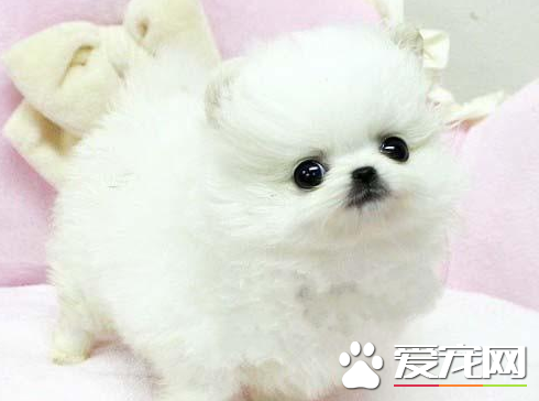 博美犬怎麼喂養 喂食要定時定量營養要平衡
