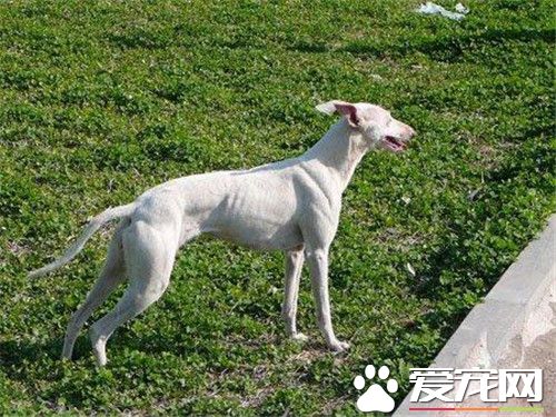 惠比特幼犬飼養 每天應該有肉類350到400克
