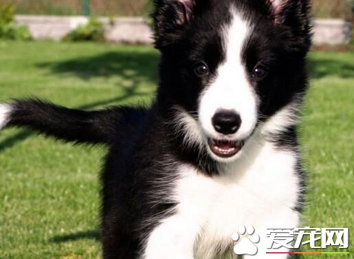 邊境牧羊犬幼犬喂養 前30天主要以母乳為生