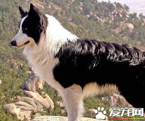 邊境牧羊犬幼犬喂養 前30天主要以母乳為生