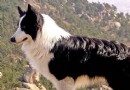 邊境牧羊犬幼犬喂養 前30天主要以母乳為生