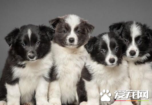 邊境牧羊犬幼犬喂養 前30天主要以母乳為生