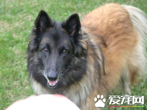 比利時牧羊犬幼犬喂養 不能吃太鹹的東西