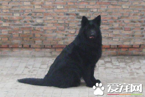比利時牧羊犬幼犬喂養 不能吃太鹹的東西