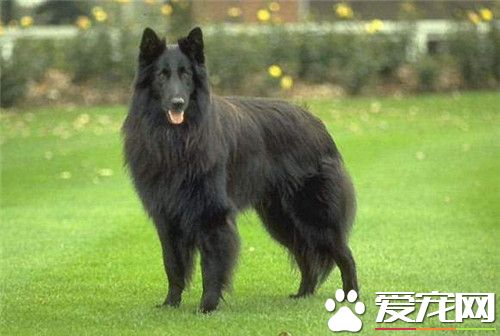 比利時牧羊犬幼犬喂養 不能吃太鹹的東西