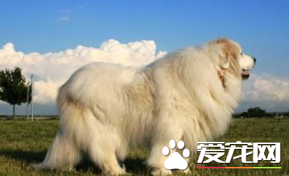 大白熊犬如何喂養 幼犬吃牛奶容易引起拉稀