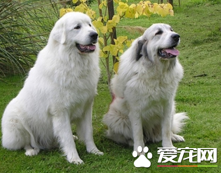 大白熊犬如何養 提供一個寬敞舒適的生活環境