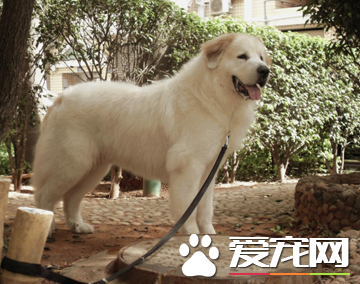 大白熊犬如何養 提供一個寬敞舒適的生活環境