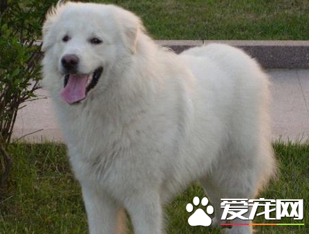 大白熊犬如何喂養 幼犬吃牛奶容易引起拉稀