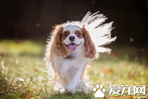 查理士王小獵犬飼養 補充些鈣質是很有必要的