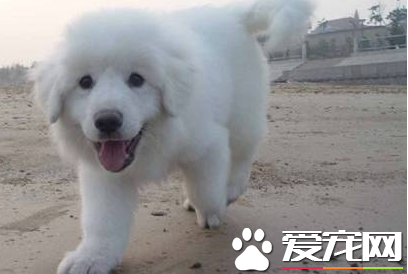 大白熊犬如何養 提供一個寬敞舒適的生活環境
