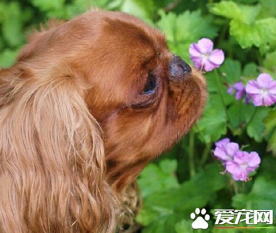 查理士王小獵犬飼養 補充些鈣質是很有必要的