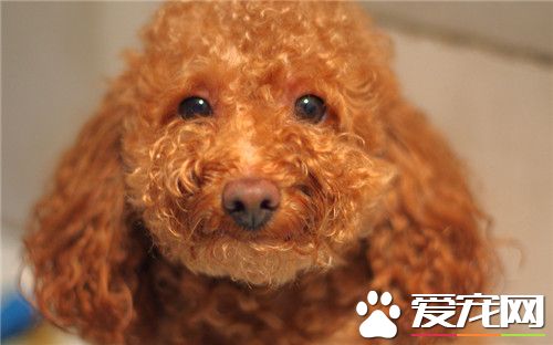茶杯泰迪犬飼養 要特別注意其生存的溫度