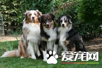 成年澳洲牧羊犬喂多少 不要給澳洲牧羊犬喝牛奶