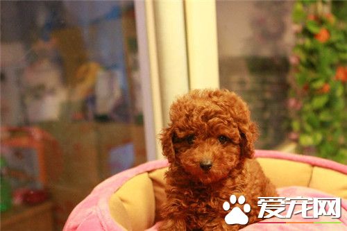 茶杯泰迪犬飼養 要特別注意其生存的溫度