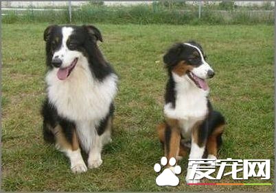 成年澳洲牧羊犬喂多少 不要給澳洲牧羊犬喝牛奶