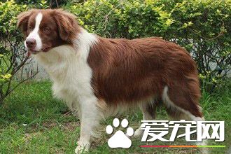 成年澳洲牧羊犬喂多少 不要給澳洲牧羊犬喝牛奶