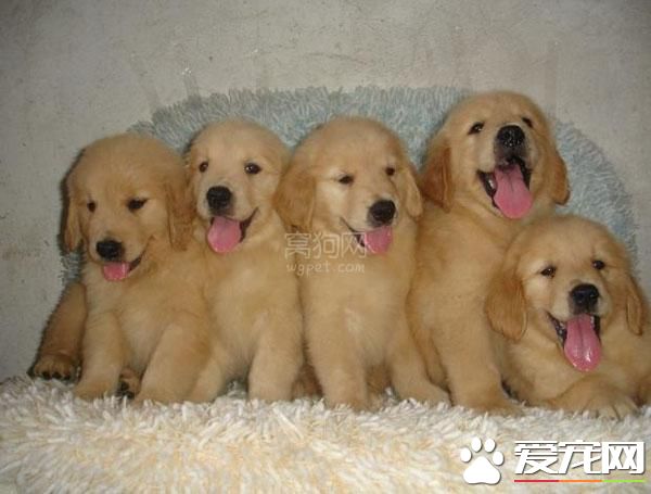 金毛尋回犬的飼養 不能讓它分享人類的飲食