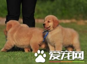 金毛尋回犬的飼養 不能讓它分享人類的飲食