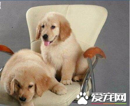 金毛尋回犬的飼養 不能讓它分享人類的飲食