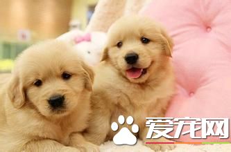 金毛尋回犬的飼養 不能讓它分享人類的飲食
