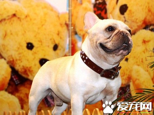 法國斗牛犬怎麼養 每天的飼料中需含肉類200克