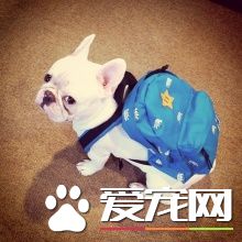 法國斗牛犬怎麼養 每天的飼料中需含肉類200克