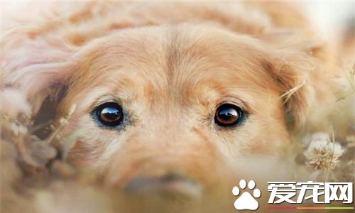 金毛尋回犬飼養要點 不要數日不換陳水