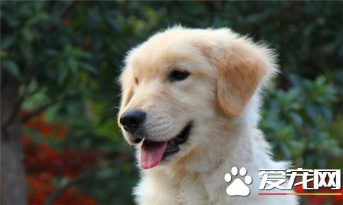 金毛尋回犬飼養要點 不要數日不換陳水