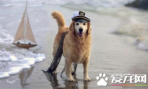 金毛尋回犬飼養要點 不要數日不換陳水
