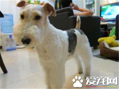 剛毛獵狐梗怎麼養 切記不能給狗狗喝牛奶