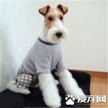 剛毛獵狐梗怎麼養 切記不能給狗狗喝牛奶