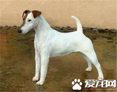 剛毛獵狐梗怎麼養 切記不能給狗狗喝牛奶