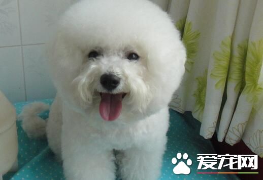 卷毛比熊犬怎麼養 比熊幼犬切忌喂食火腿腸
