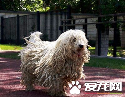 可蒙犬怎麼養 洋蔥是絕對不可以喂給狗吃的